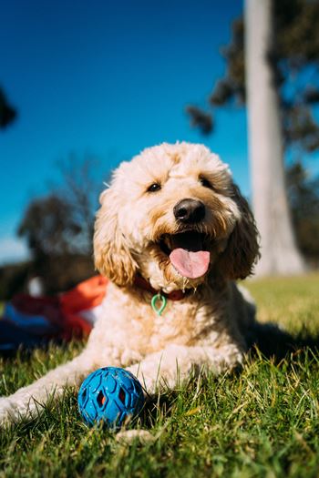 Lago apartments pet park
